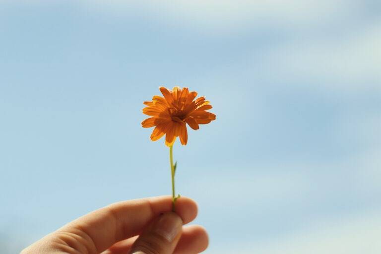 Marigold in your Garden