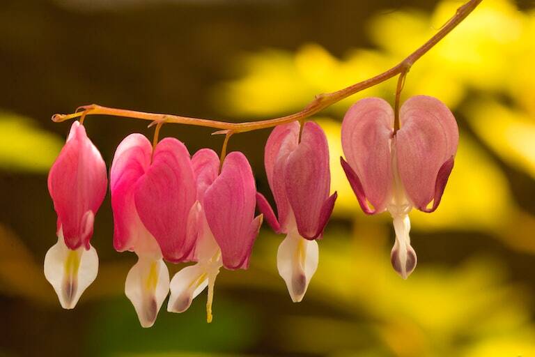 Bleeding Heart as a Companion