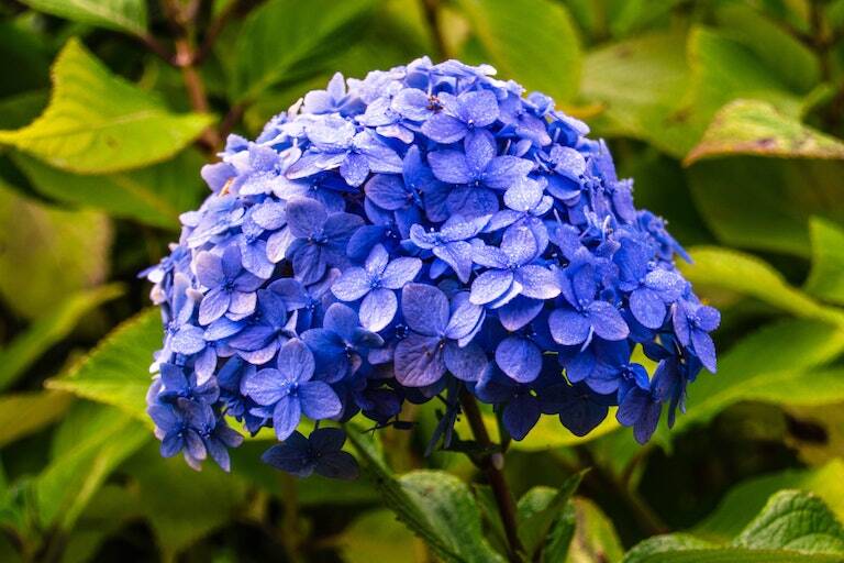 Hydrangea