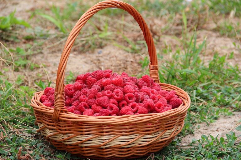 choosing the right raspberry companion plants