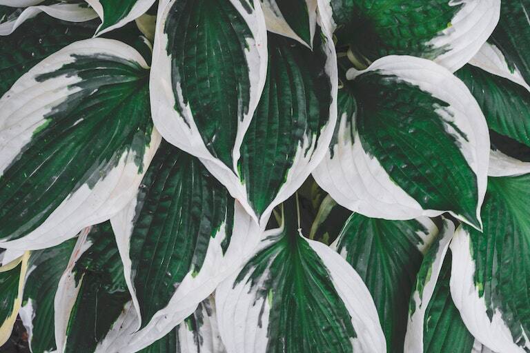 Hosta companion plants