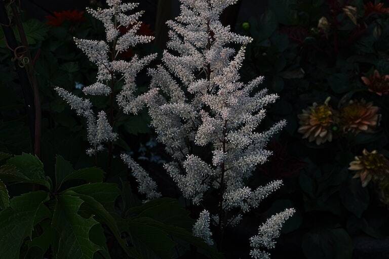 astilbe companion plants