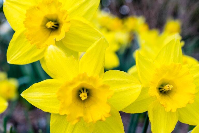 daffodil companion plants