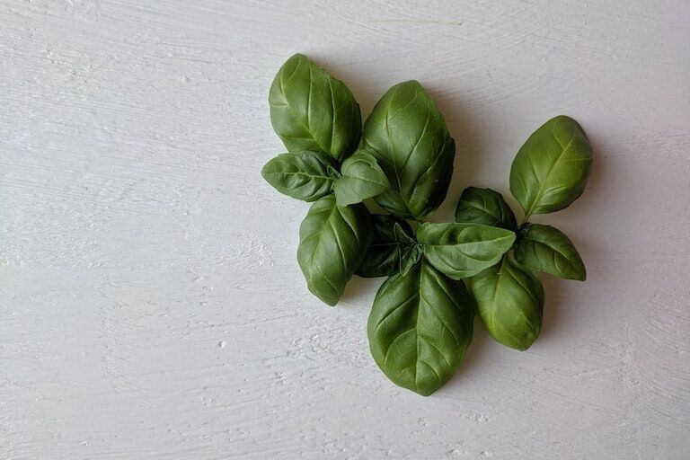 Basil seedlings