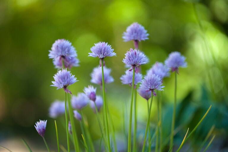 chives seedlings