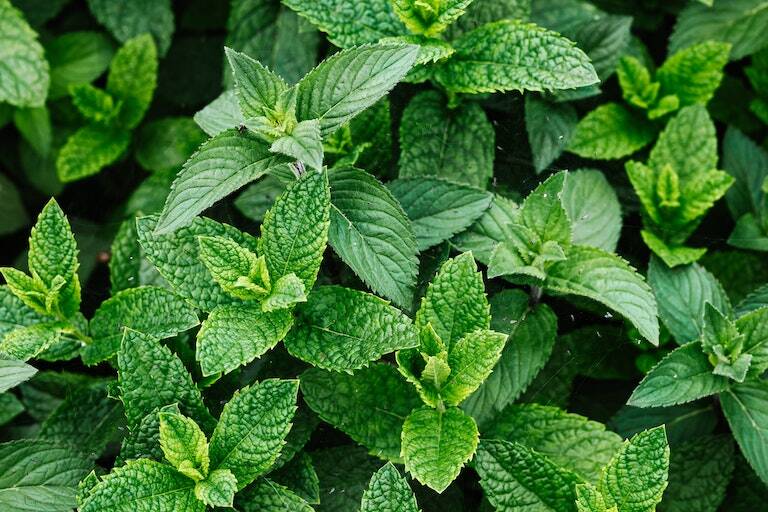 Apple Mint seedlings