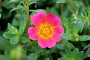 6 Amazing Purslane Companion Plants: Discover Nature's Perfect Pairings!