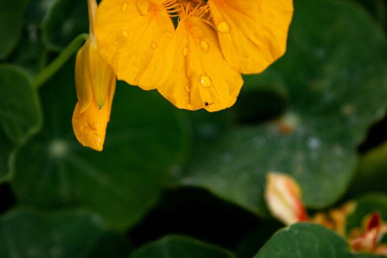 nasturtium