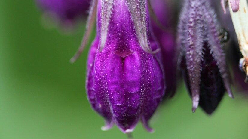 comfrey companion plants